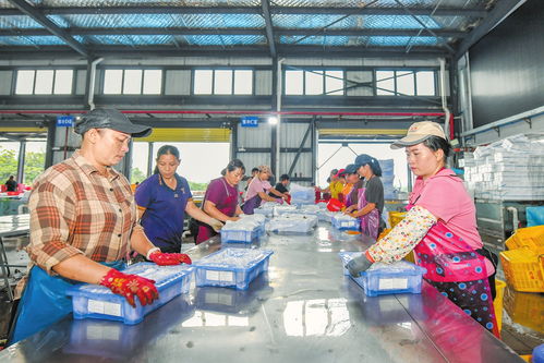 海口多點(diǎn)發(fā)力推動(dòng)火山荔枝香飄海外